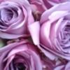 sommers_gurls